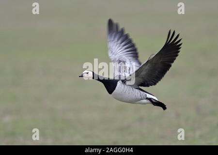 Barnacle Goose / Nonnengans ( Branta leucopsis ) in volo, volando sui terreni agricoli verde, dynamic shot singolo uccello, fauna selvatica, l'Europa. Foto Stock