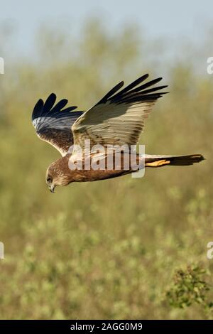 Western Marsh Harrier ( Circus aeruginosus ), maschio adulto in volo tipica posa, V-ali, alla ricerca di cibo, fauna selvatica, Paesi Bassi, l'Europa. Foto Stock