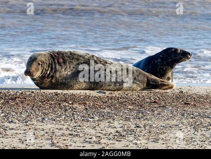 Atlantico guarnizione grigio bull e vacca (Halichoerus grypus antlanticus) sulla spiaggia Winterton, Norfolk. Foto Stock