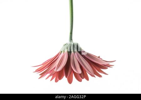 Isolato african daisy flower su bianco Foto Stock