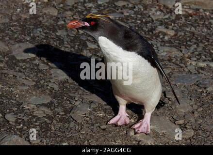 Maccheroni Penguin (eudyptes chrysolophus), Cooper Bay, Georgia del Sud Foto Stock