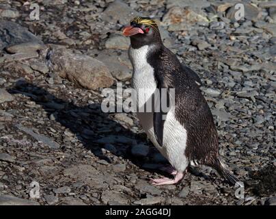 Maccheroni Penguin (eudyptes chrysolophus), Cooper Bay, Georgia del Sud Foto Stock