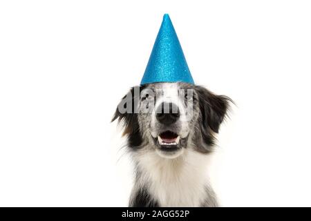 Felice Border Collie cane indossando un partito blu hat. Anno nuovo, carnevale o il concetto di compleanno. Isolato su sfondo bianco. Foto Stock