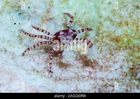 Il Granchio Boxer [Libia tessellata]. Lembeh strait, Nord Sulawesi, Indonesia. Foto Stock