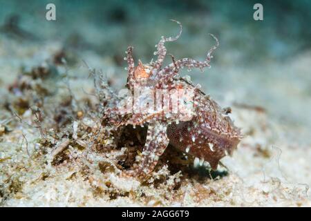 Crinoide seppie [SEPPIA sp.]. Papua occidentale, in Indonesia. Indo-West pacifico. Foto Stock