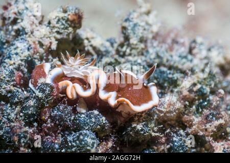 Bianco-margine di lumache di mare o di caramello nudibranch [Glossodoris rufomarginata]. Papua occidentale, in Indonesia. Indo-West pacifico. Foto Stock