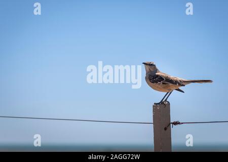 Vista ravvicinata di un nasello di Patagonia mockingbird appollaiato su un palo di legno contro il cielo chiaro nella Penisola Valdes, Patagonia, Argentina Foto Stock