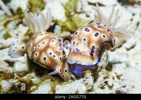 Nudibranch - Hypselodoris tryoni [prima Risbecia tryoni]. Mostra 'behavioiur finale'. Papua occidentale, in Indonesia. Oceano Pacifico occidentale. Foto Stock