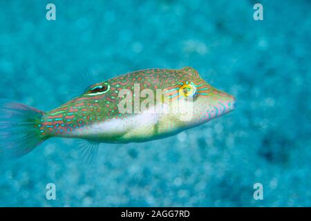 Bennets di Toby, Bennett's sharpnose puffer [Canthigaster bennetti]. Nord Sulawesi, Indonesia. Foto Stock