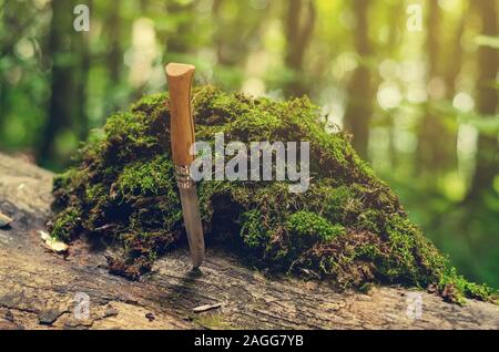 Coltello pieghevole con un manico in legno è bloccato in una struttura ad albero. Pila di verde muschio. Foto Stock