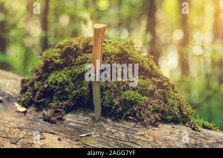 Coltello pieghevole con un manico in legno è bloccato in una struttura ad albero. Pila di verde muschio. Foto Stock