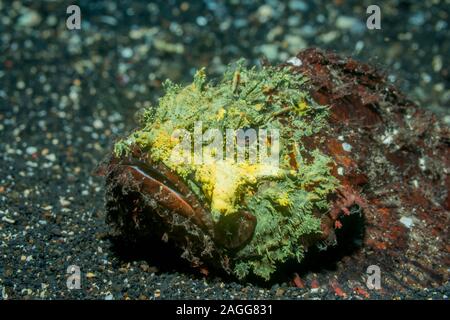 Scorfani [Scorpaenopsis sp.]. Lembeh strait, Nord Sulawesi, Indonesia. Foto Stock
