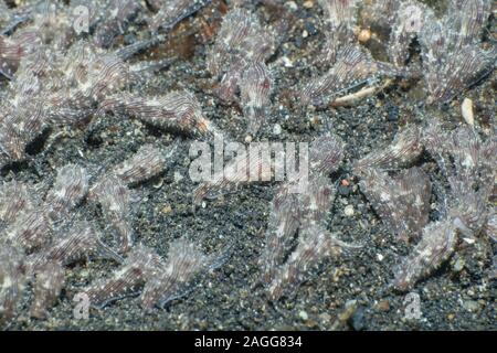 Sea Hare Aplysia [SP]. Un insolitamente grande congregazione. , Lembeh strait, Nord Sulawesi, Indonesia. Foto Stock