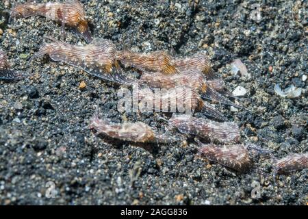 Sea Hare Aplysia [SP]. Un insolitamente grande congregazione. , Lembeh strait, Nord Sulawesi, Indonesia. Foto Stock