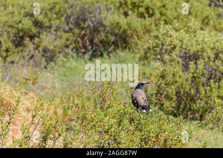 Vista ravvicinata di un nasello di Patagonia mockingbird arroccato su un verde dura bush in Penisola Valdes, Patagonia, Argentina Foto Stock