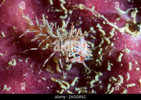 Spinosa gamberi tigre [Phyllognathia ceratophthalmus] su una spugna. Papua occidentale, in Indonesia. Indo-West pacifico. Foto Stock