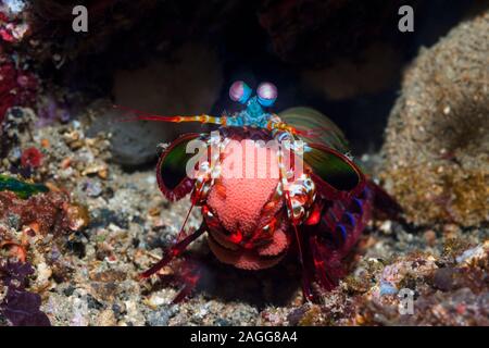 Canocchia Pavone [Odontodactylus scyllarus] giardino le sue uova nelle sue braccia. Lembeh strait, Nord Sulawesi, Indonesia. Foto Stock