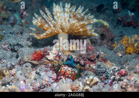 Canocchia Pavone [Odontodactylus scyllarus] nella sua tana di fronte un fanworm. Lembeh strait, Nord Sulawesi, Indonesia. Foto Stock