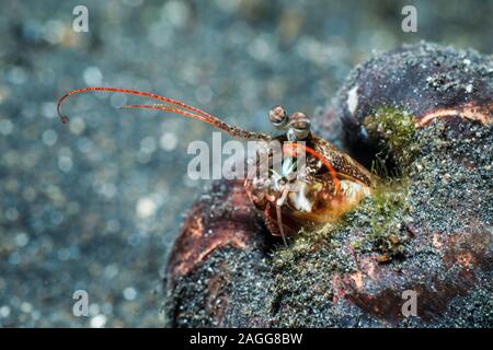 Rosa-eared Canocchia [Odontodactylus latirostris] nella sua tana. Lembeh strait, Nord Sulawesi, Indonesia. Foto Stock