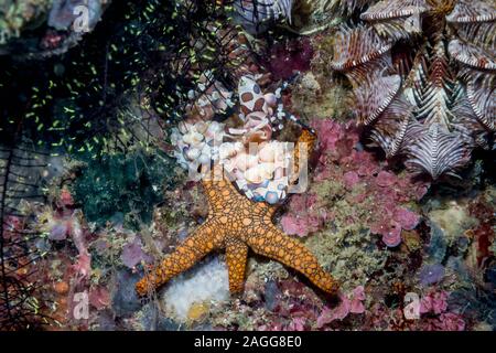Gambero arlecchino [Hymenocera elegans] coppia con un Indiano Starfish [Fromia indica] preda. Papua occidentale, in Indonesia. Indo-West pacifico. Foto Stock