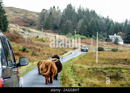 Highland vacche provocando un inceppamento di traffico su una singola traccia strada a Isle of Mull, Scozia. Foto Stock