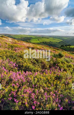 Exmoor National Park con le tessere gialle e viola con viste a lungo su Lorna Doone Country con colline ondulate, cieli blu e nuvole bianche. Foto Stock