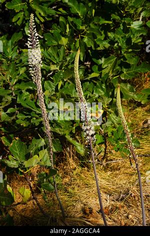 Sea Squill (Drimia maritima) al Fanari Beach, Argostoli, Cefalonia, Isole Ionie, Grecia Foto Stock