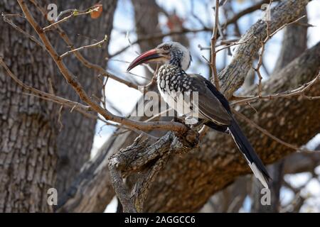 Southern re-fatturati hornbill Tockus rufirostris appollaiato seduto su un ramo di albero Moremi parco nazionale di Botswana Africa Foto Stock