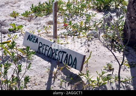 Un cartello in legno sotto la sabbia che recita "Area Reforestada' che significa area di rimboschimento in inglese. Foto Stock