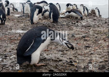 Pinguino Gentoo (Pygoscelis papua) portando la nidificazione di pietra nel suo becco, Half Moon Island, Antartide Foto Stock