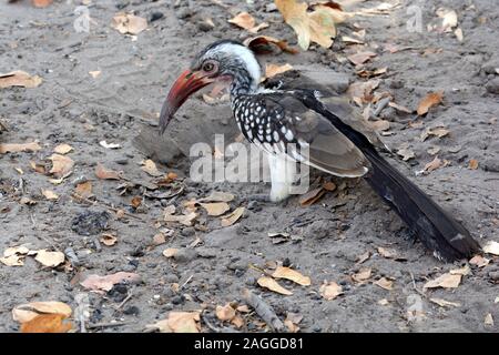 Rosso del sud-fatturati hornbill Tockus rufirostris avanzamento sul terreno Moremi riserva Botswana Africa Foto Stock