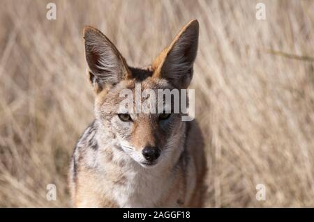 Nero-backed jackal (Canis mesomelas), inganno Valley, il Central Kalahari Game Reserve, Botswana Foto Stock