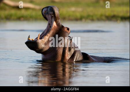 Ippopotamo (Hippopotamus amphibius) con bocca aperta nel fiume Khwai concessione, Okavango Delta, Botswana Foto Stock