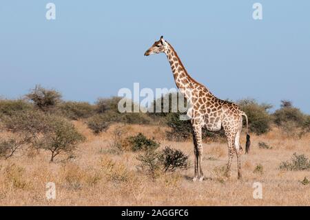 Giraffa meridionale (Giraffa camelopardalis), Riserva di Mashatu, Botswana Foto Stock