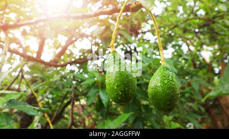 Un Avocado a forma di pera frutta con una ruvida coriacea pelle liscia oleoso carne commestibile, e una grande pietra. Foto Stock