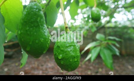 Un Avocado a forma di pera frutta con una ruvida coriacea pelle liscia oleoso carne commestibile, e una grande pietra. Foto Stock