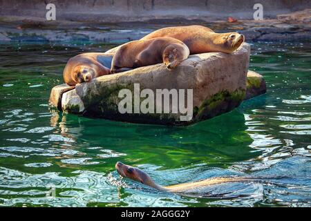 California i leoni di mare dormire sulla roccia in acqua Foto Stock