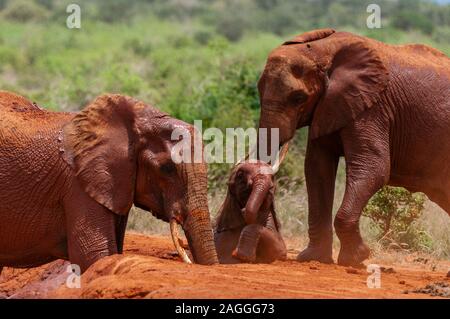 L'elefante africano (Loxodonta africana) aiutando calf intrappolati nel fango, parco nazionale orientale di Tsavo, Kenya Foto Stock
