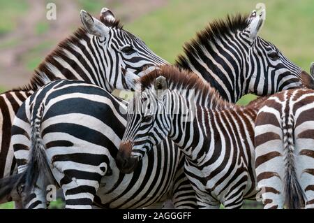 Zebre comune (Equus quagga), il Masai Mara riserva nazionale, Kenya Foto Stock