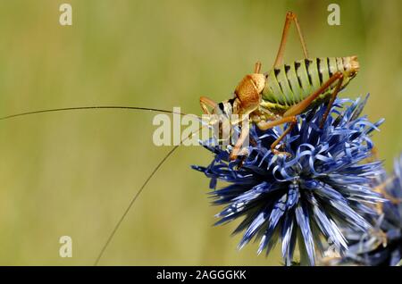 Saddle-Backed maschio Bush Cricket Ephippiger ephippiger su Globethistle meridionale o Globe Thistle Echinops ritro Foto Stock