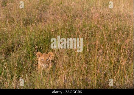 Lion cub (Panthera leo) in attesa di sua madre e nascondere in erba alta, il Masai Mara riserva nazionale, Kenya Foto Stock