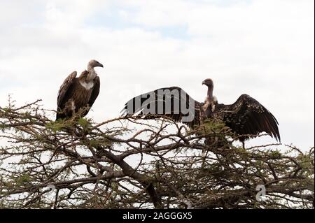 Alimentazione avvoltoi sulla carcassa, Masai Mara riserva nazionale, Kenya Foto Stock