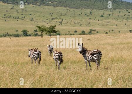 Zebra comune (Equus quagga), il Masai Mara riserva nazionale, Kenya Foto Stock
