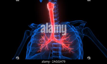 Polmoni Parte del rendering 3D con raggi X per anatomia del sistema respiratorio umano Foto Stock