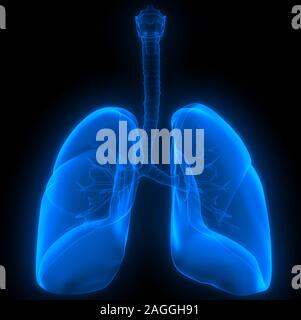 Polmoni Parte del rendering 3D con raggi X per anatomia del sistema respiratorio umano Foto Stock