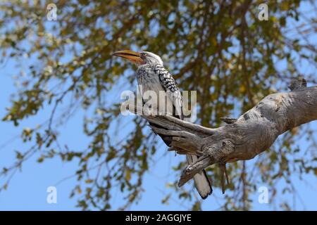 Southern Yellow fatturati hornbill Tockus leucomelas appollaiato seduto su un albero Moremi Game Reserve parco nazionale di Botswana Africa Foto Stock