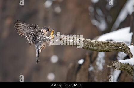 Falco pellegrino nel New Jersey Foto Stock