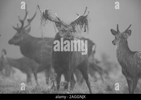 Cervi Sika cervi e cerve, durante la stagione di solchi a Studley Royal Deer Park una proprietà del National Trust vicino a Ripon nel North Yorkshire, Inghilterra Foto Stock