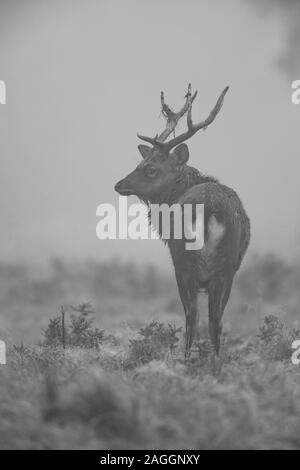 Cervi Sika cervi e cerve, durante la stagione di solchi a Studley Royal Deer Park una proprietà del National Trust vicino a Ripon nel North Yorkshire, Inghilterra Foto Stock