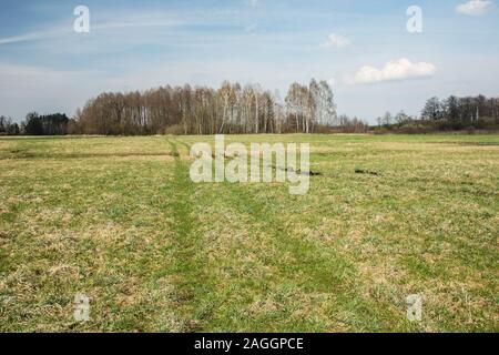 Le tracce delle ruote su un prato verde, gruppo di alberi e nuvole su un cielo blu Foto Stock